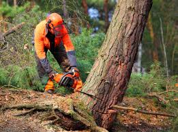 Best Lawn Mowing  in Suncrest, WA