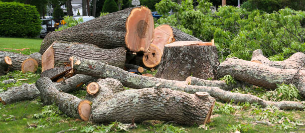 Reliable Suncrest, WA Tree Care Solutions