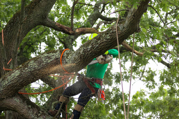 Best Emergency Tree Removal  in Suncrest, WA