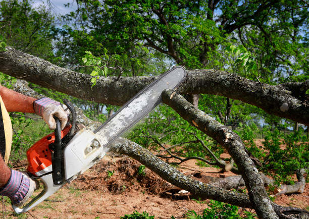 How Our Tree Care Process Works  in  Suncrest, WA